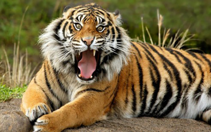 食人虎，流窜多国吃下400多人，在老虎被击毙之