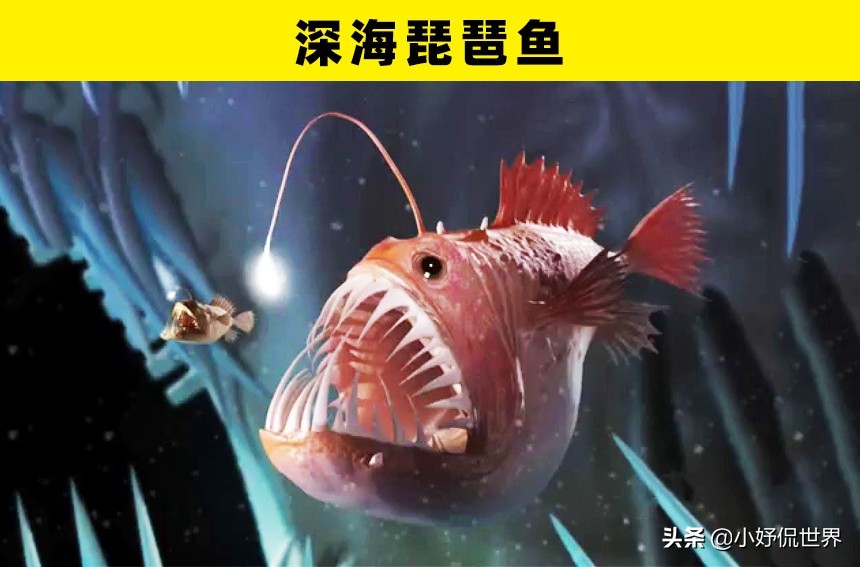 深海100000米以下生物