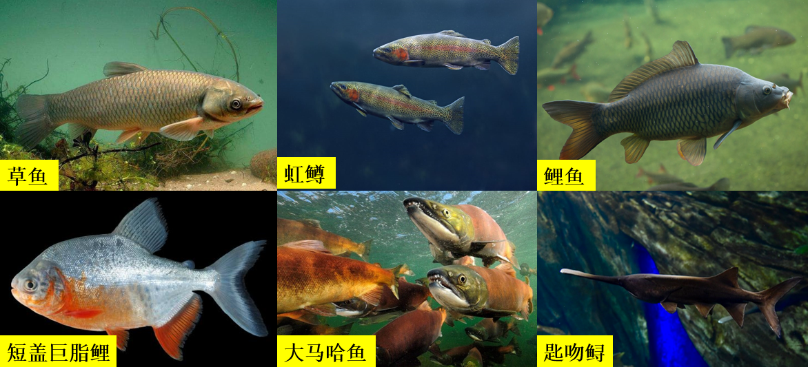 常见的淡水种类还有鲤鱼,革胡子鲶,大口鲶(在美国叫catfish),长吻鮠