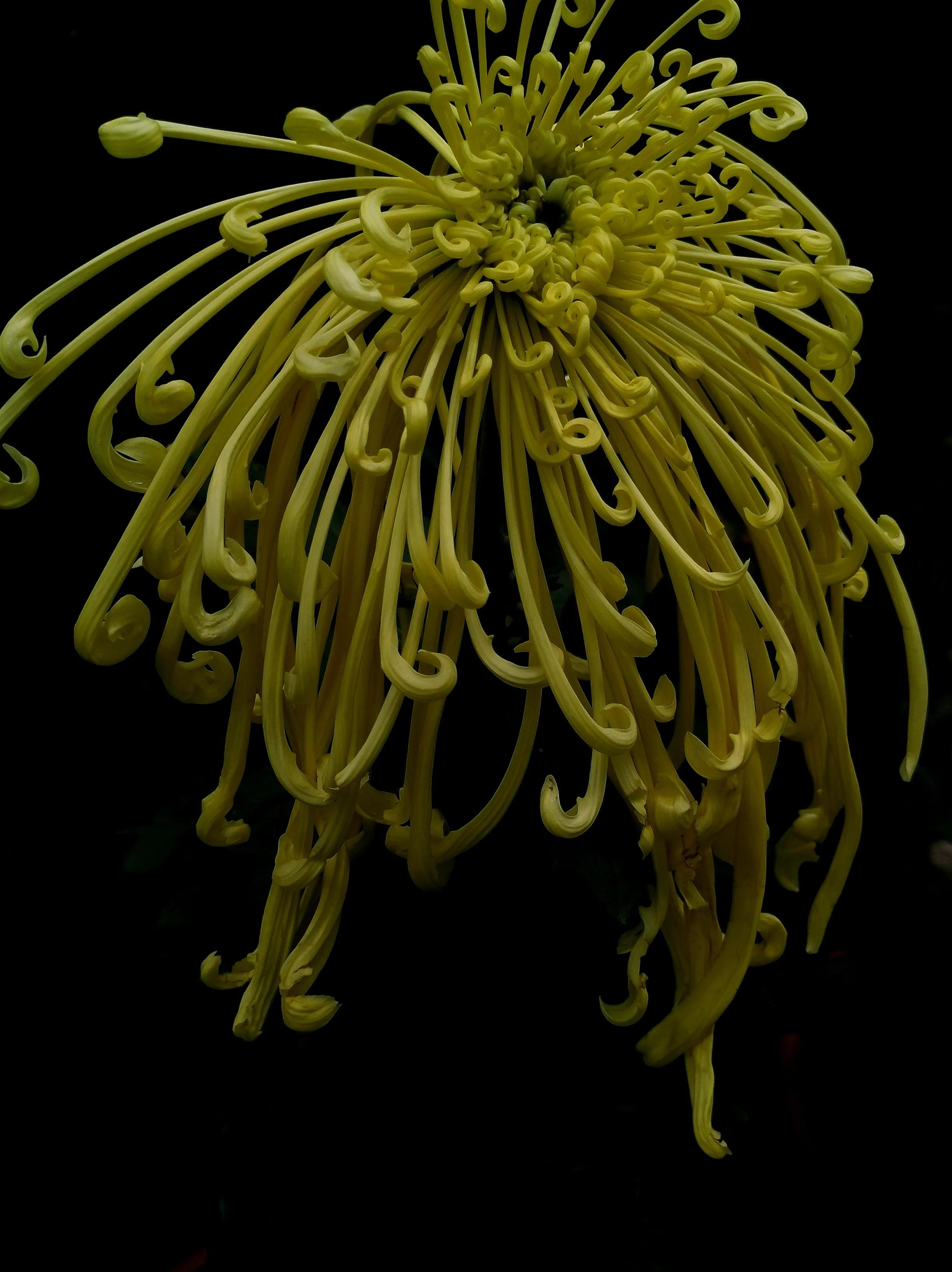 Hundred Years of Chrysanthemum Rhyme City iNEWS