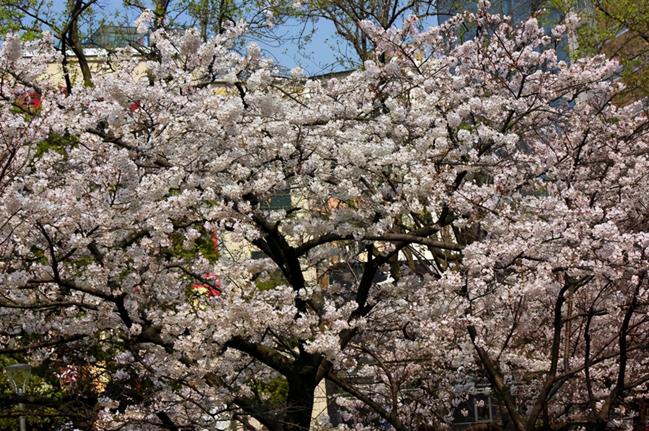 宁波赏樱，这五大赏樱绝佳地，让人沉溺在繁花似锦的花花世界里