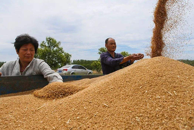 “天价”小麦让农民高兴异常，但收购价下跌，