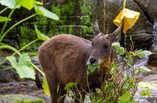 浙江大爷偶遇“四不像”，牛面驴耳鹿角，专家