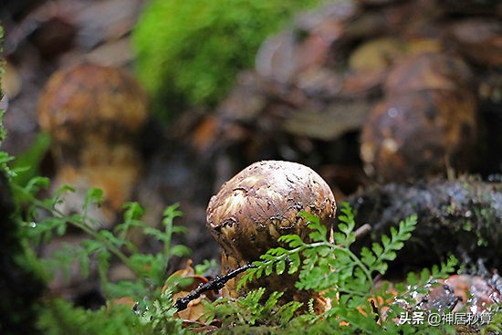 日本松茸濒临灭绝，只因森林太茂盛？