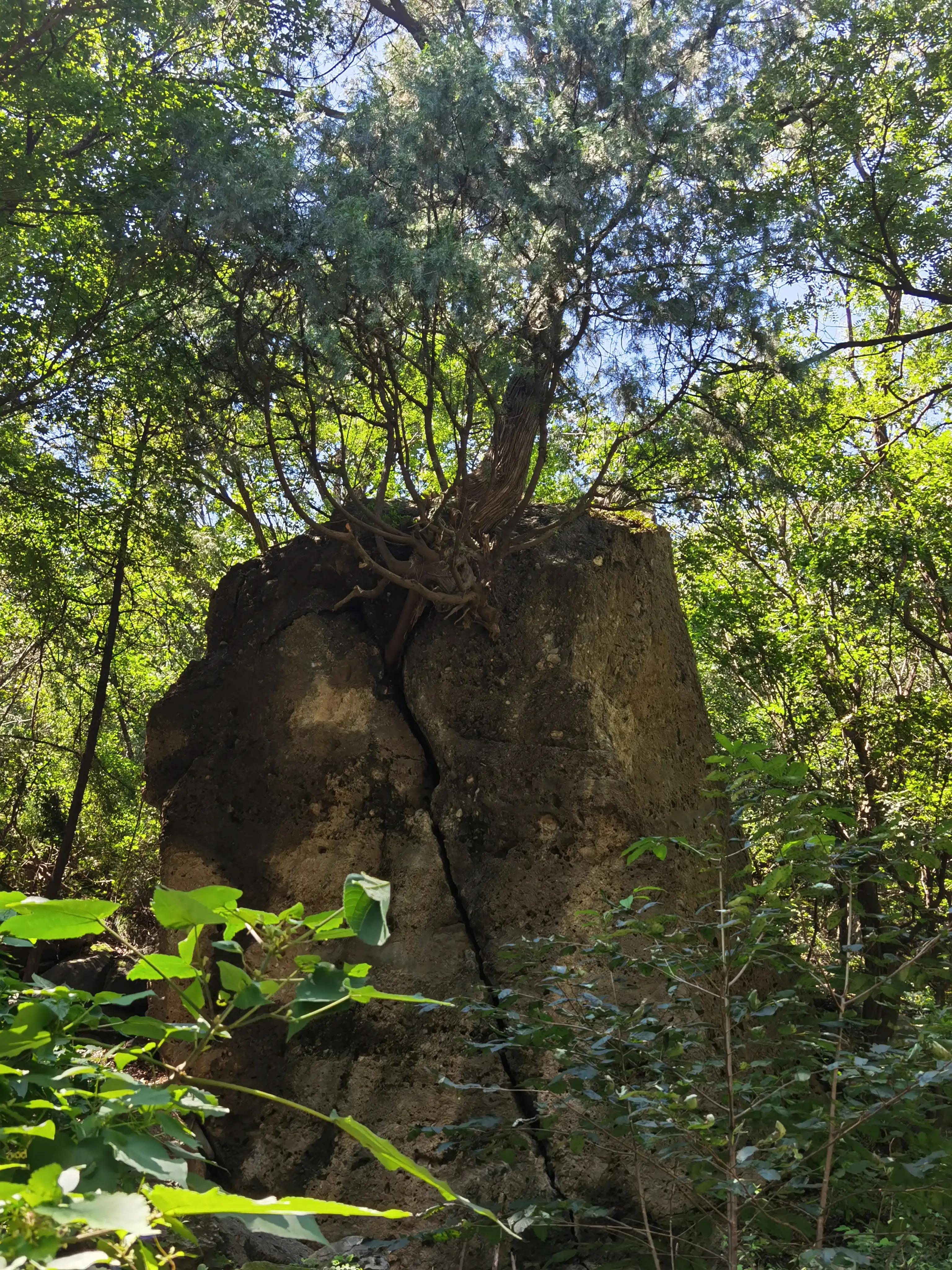 北京植物园一日游