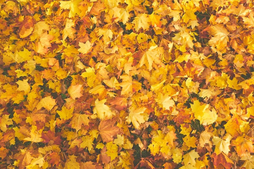让这15首诗，陪你过完整个秋天-第5张图片-诗句网