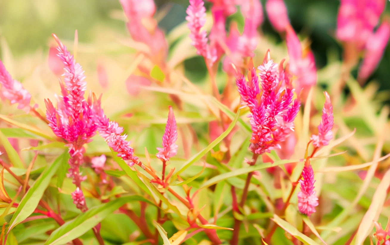 家有四樣，不富也旺