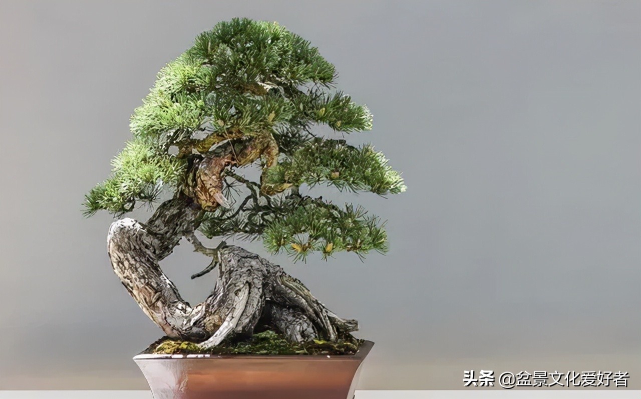 Seeing the advantages and disadvantages of bonsai from the six places