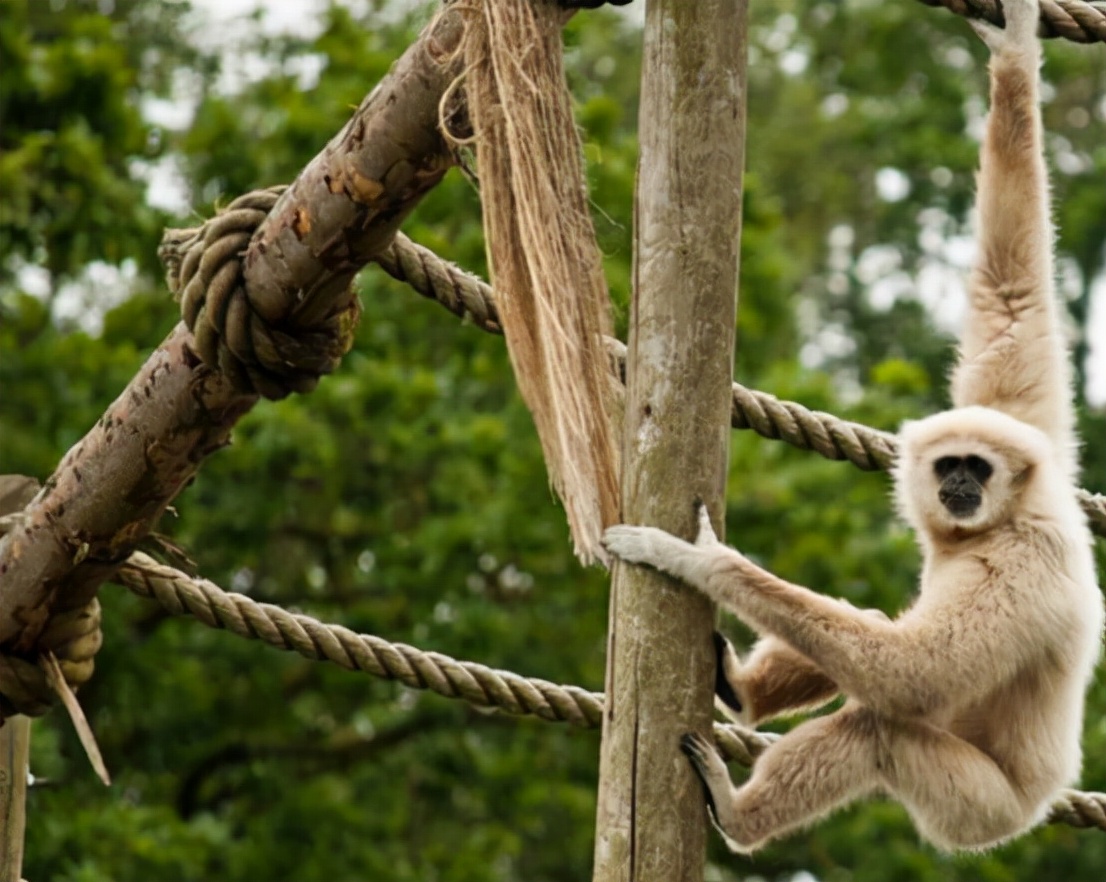 what's the situation?Both vultures and gibbons have begun to