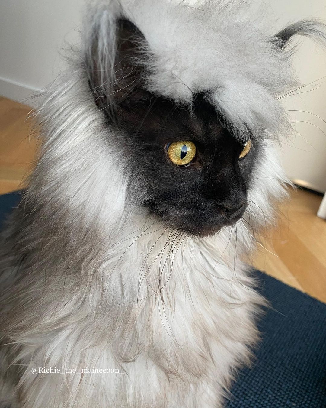 Meet Richie, The Maine Coon Cat Gone Viral On Social Media, 47% OFF