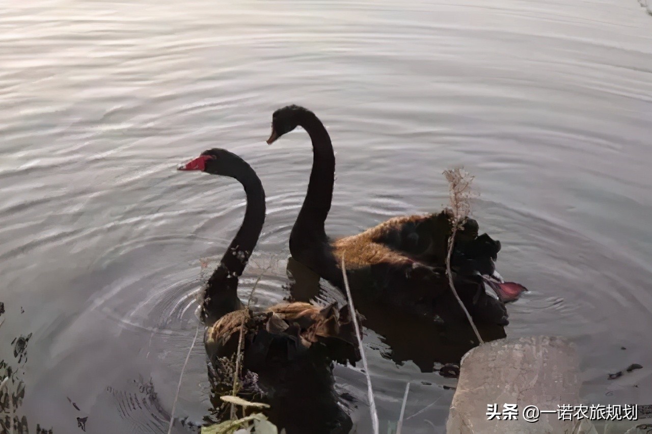 大旅居时代——康养旅居地产华丽登场