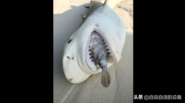 河豚 1亿年水中不败 为什么明知是剧毒 人类还要拼死吃河豚 自说自话的总裁 Mdeditor