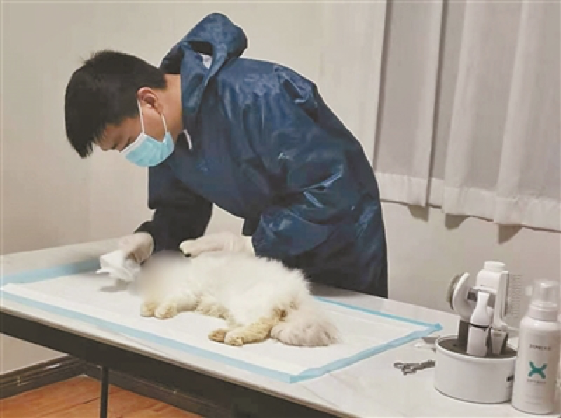 寵物火化 讓生命有尊嚴地告別 毛毛寵寵物火化殯葬 Mdeditor