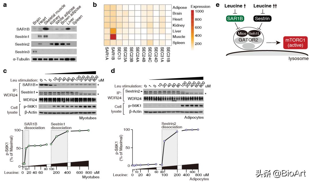 Ying Liu's group reported that SAR1B senses intracellular leucine ...