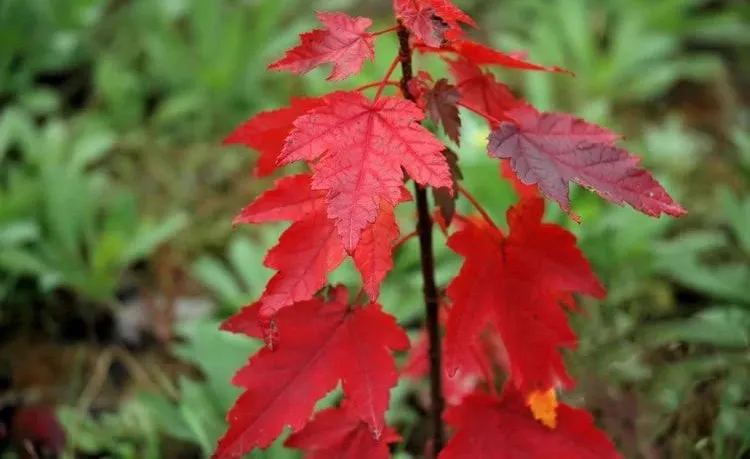 同樣是紅楓，日本紅楓、美國紅楓、中國紅楓到底有何不同？