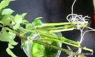 這5棵“樹”太貴了,偷偷切一截枝條就養活了,不用花錢買啦
