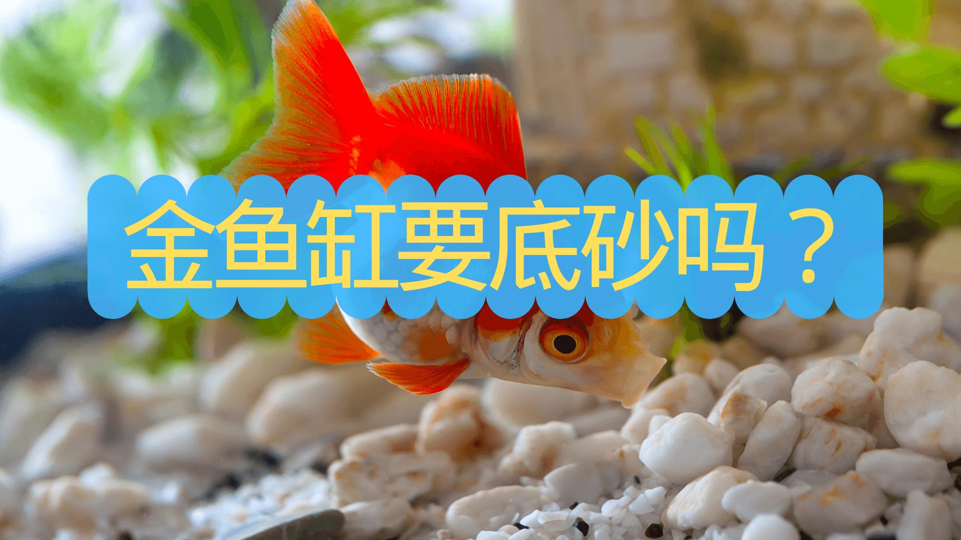 goldfish sand