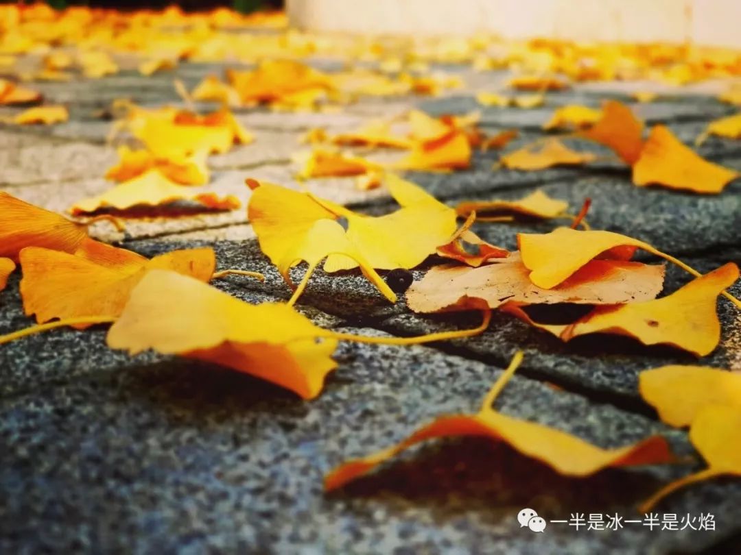 散文诗：这样的秋天，你来吗-第4张图片-非凡网