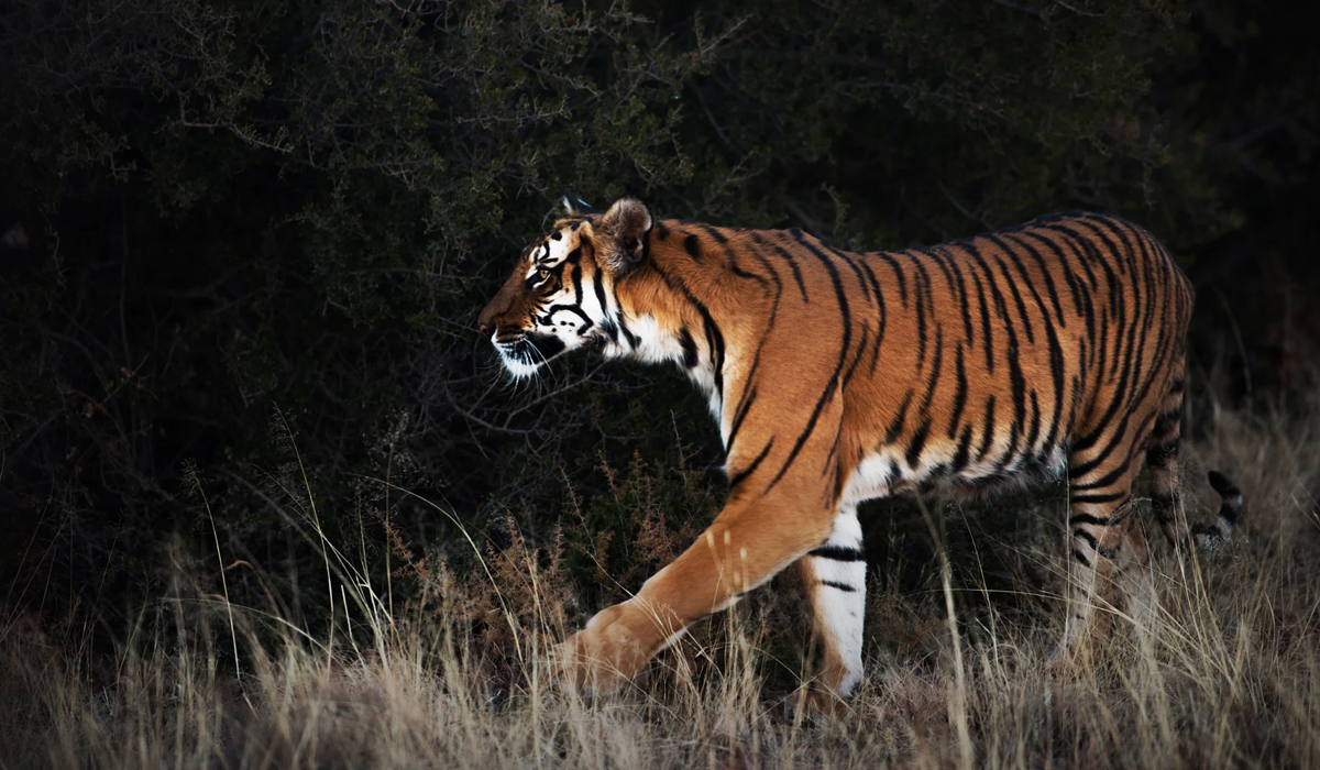 上百隻虎圍住村莊3天，將牲畜洗劫一空，百虎圍村的故事能信嗎？