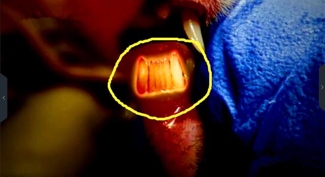 人类进化链上缺失的“过渡化石”被找到，印证