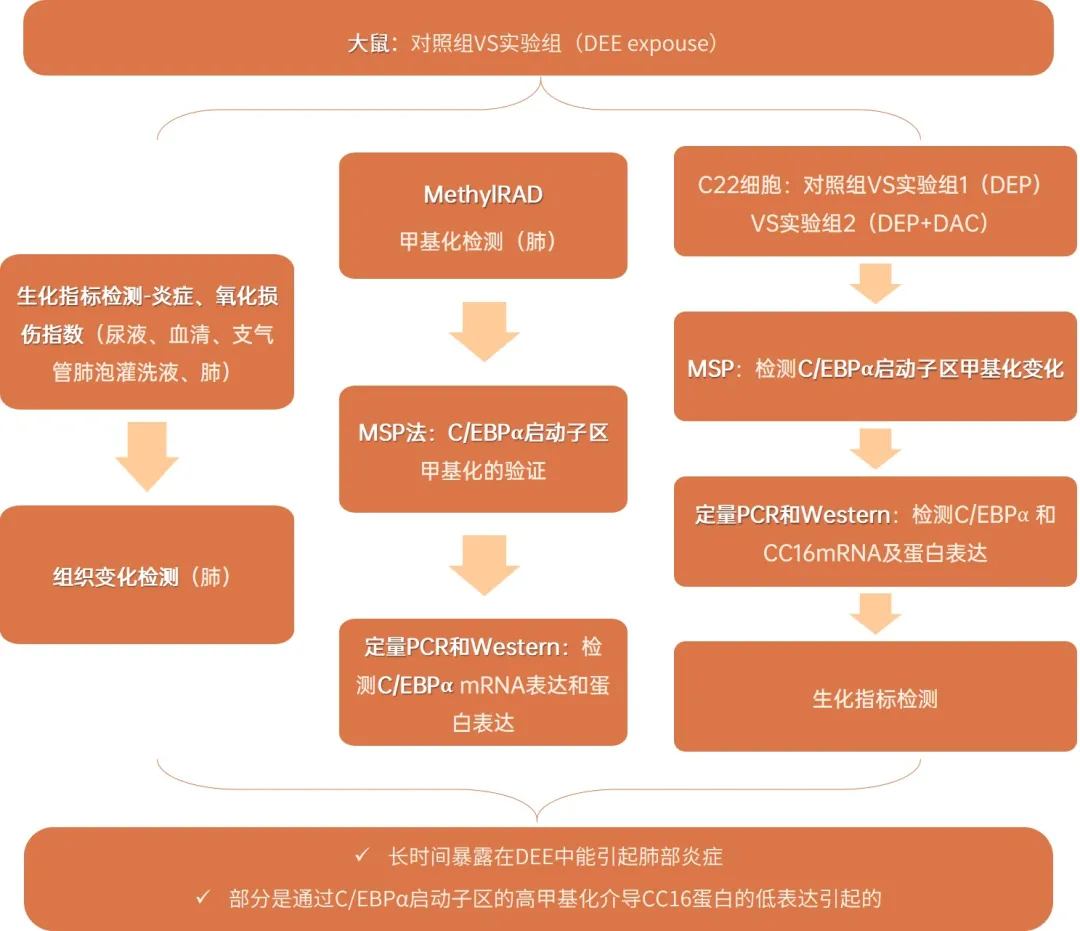 项目文章 | C/EBPα高甲基化在柴油机尾气暴露诱发肺炎中的地位