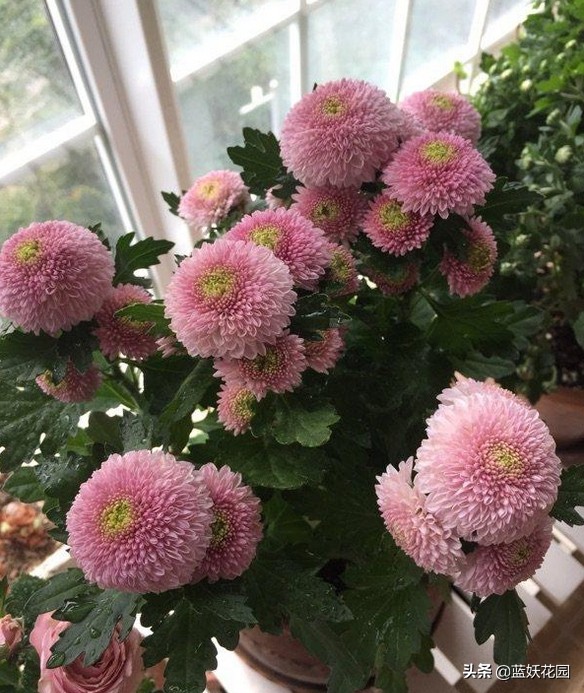 Chrysanthemums always grow tall and fall down as soon as they bloom