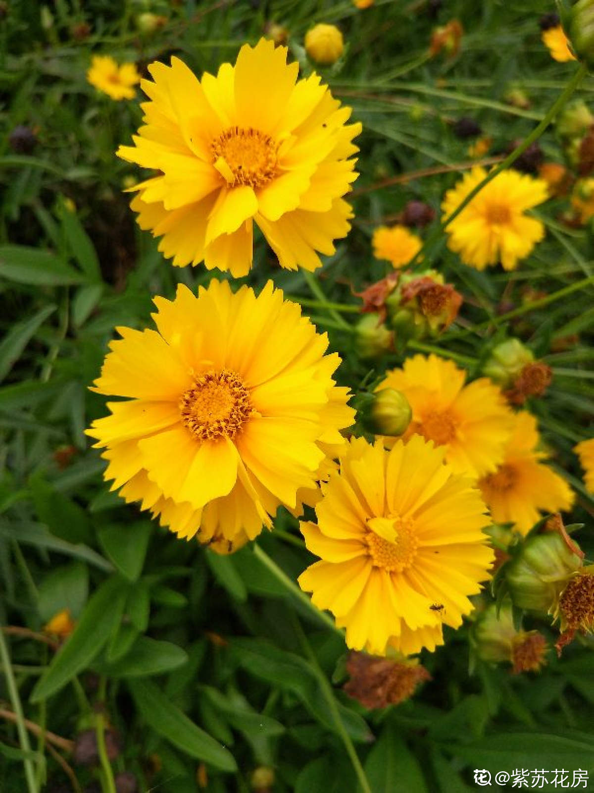 院子里种点便宜花 现在种今年就能开花 一点都不比贵货差 养花大全 Mdeditor