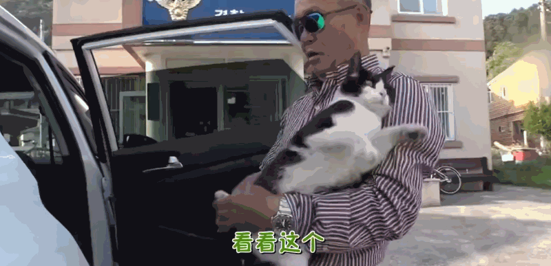 猫咪每日奔袭8公里，只为谈恋爱，谁说异地恋就没有好结局？