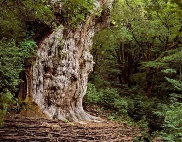 看看地球上這些現存的最古老的樹