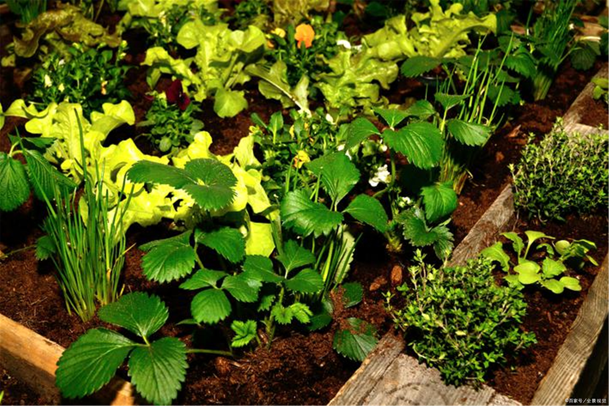 春天吃菜 夏天吃瓜 秋天吃果 那冬天应该吃什么呢 Zh中文网