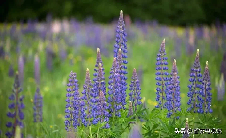 董明珠又成家电业带货网红，是主动求变还是被