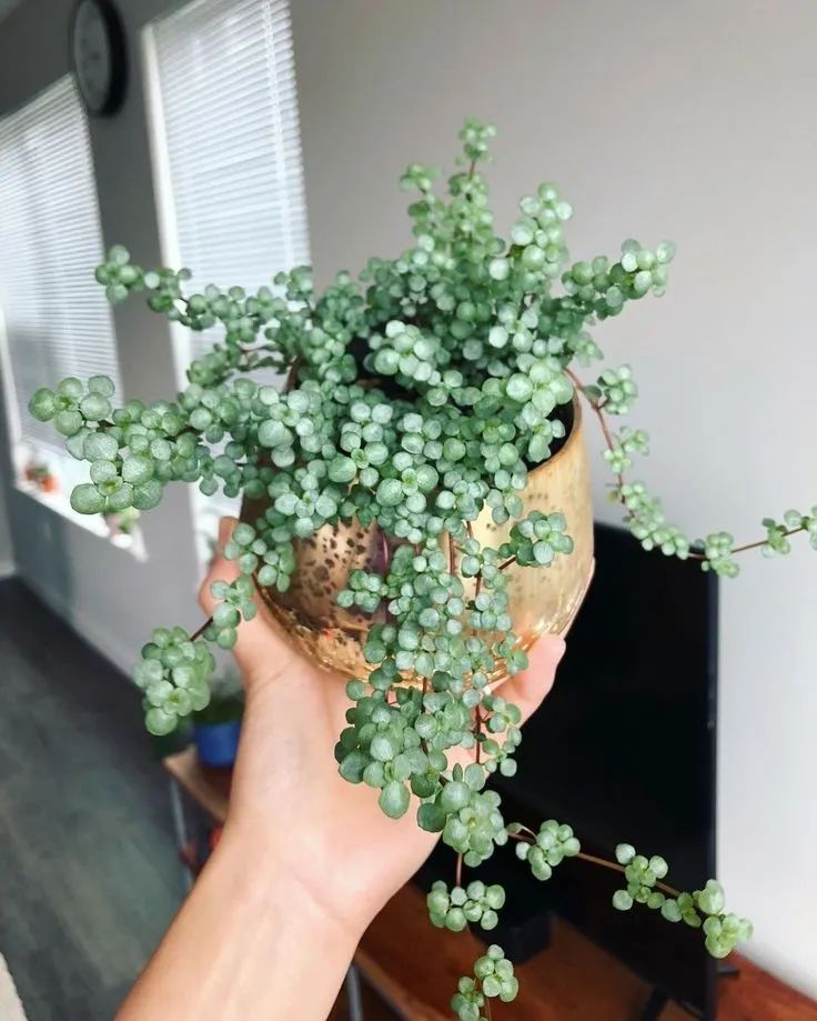 The graygreen cold water flowers with the leaves like small coins are