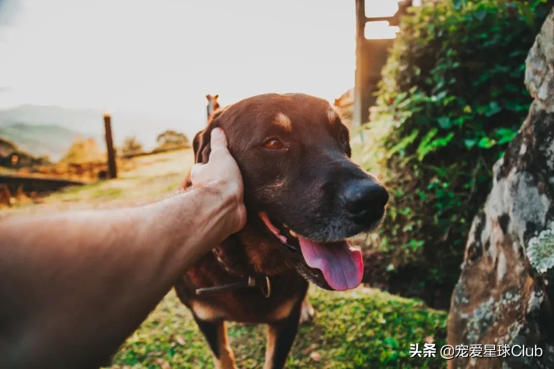 大丹犬 一辆车都装不下的狗 资讯咖