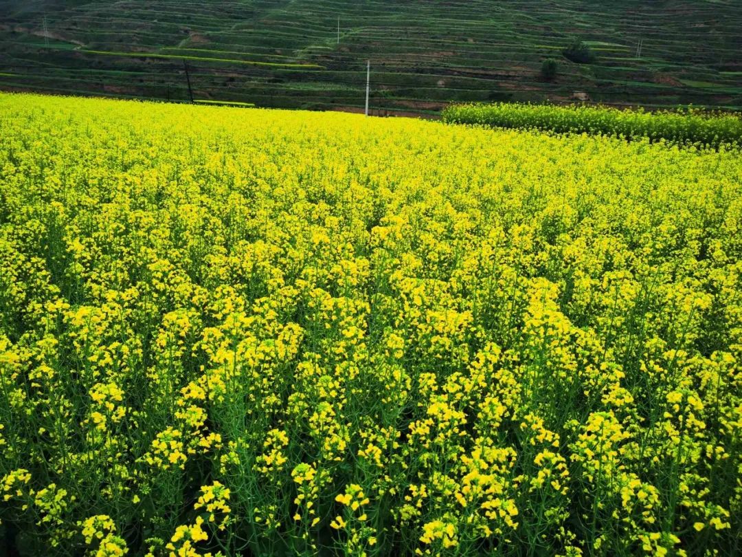 仲夏，千年古镇和油菜花海撞了个满怀