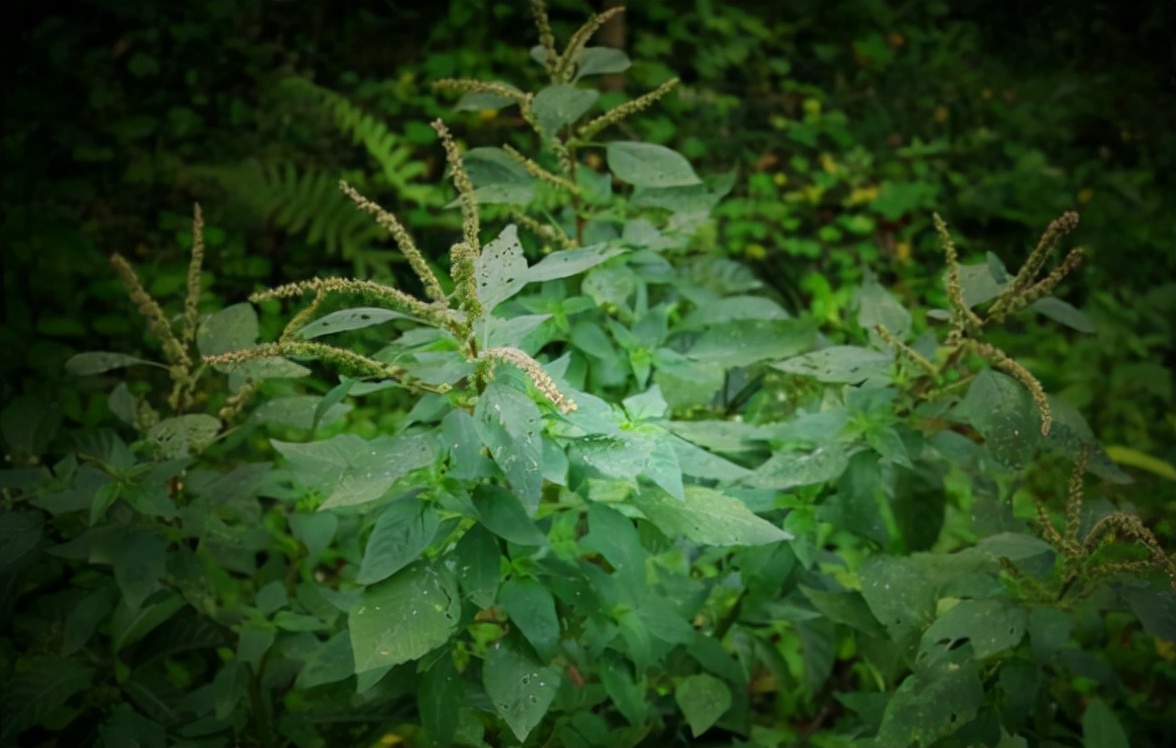 Amaranth Invasive Amaranth: a different invasive species, some elders also want it, the ...