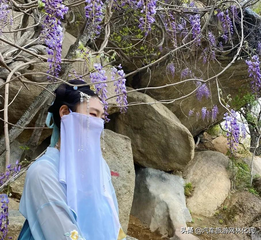 第五届紫藤节‖十里紫藤，石里汉风，邀您食里画意