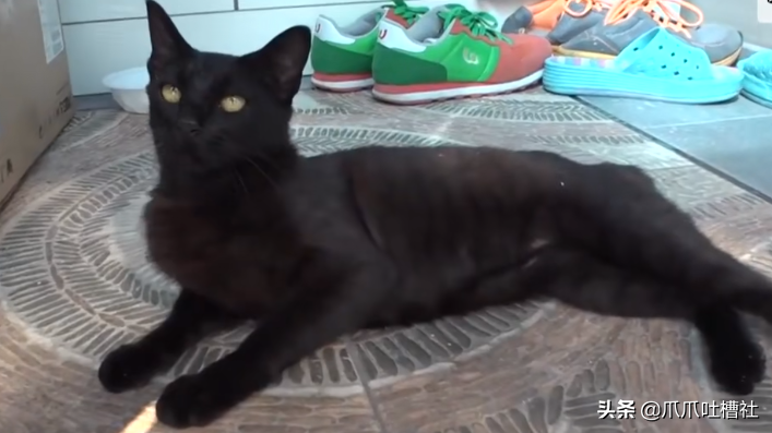 猫咪每日奔袭8公里，只为谈恋爱，谁说异地恋就没有好结局？