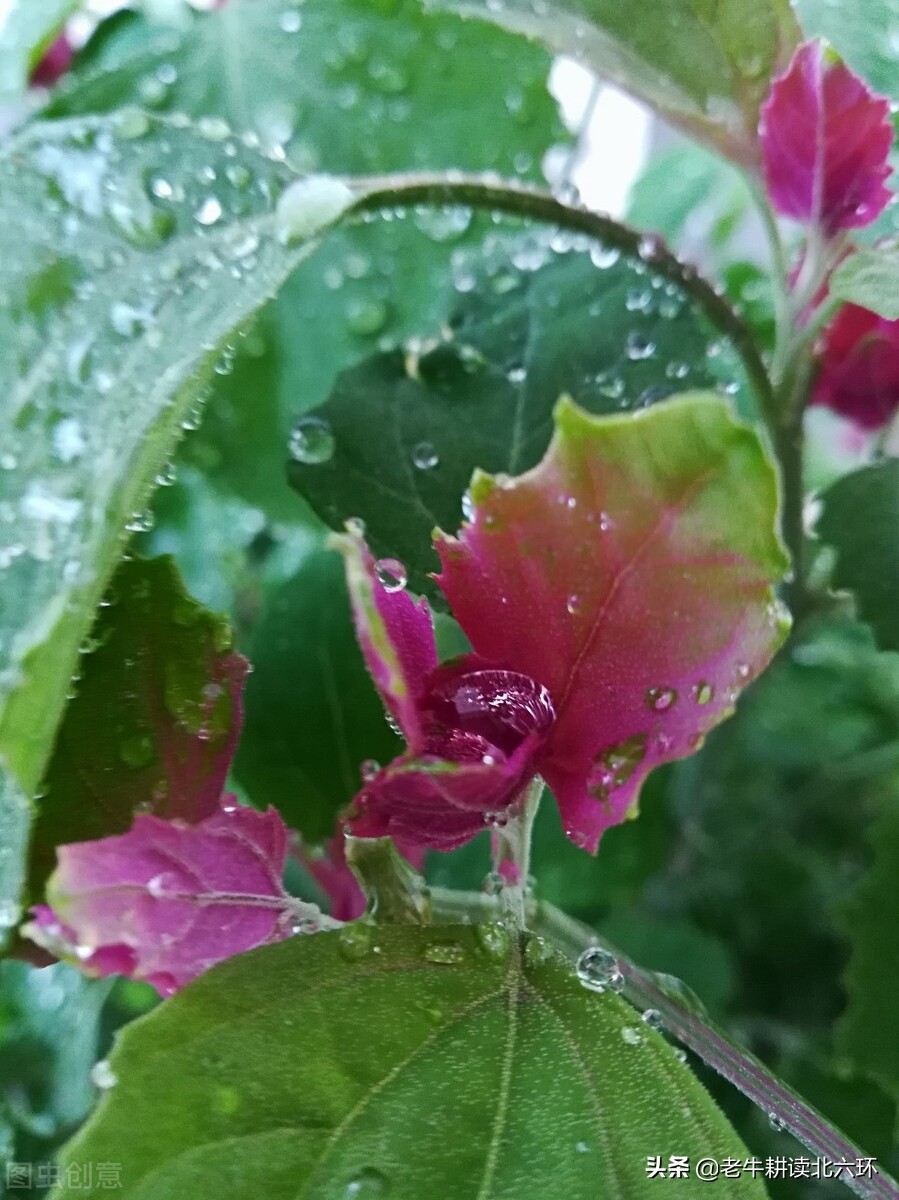 牛嫂说 这是 诗经 里叫做 莱 的野菜 吃着它能听到夫子的琴声 老牛的江湖 Mdeditor