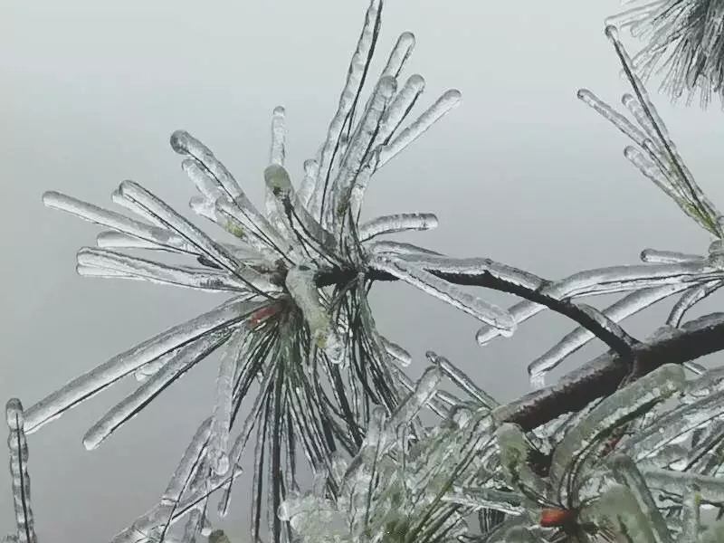 不用去看故宫的雪！钱塘江畔的冰雪霸屏了……美翻了整个江南！