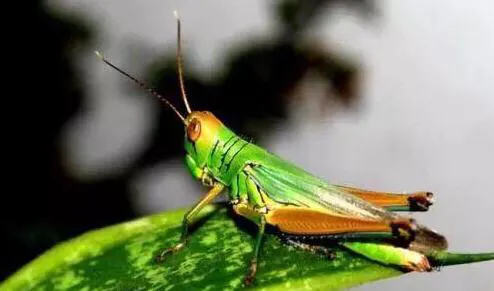 巴基斯坦人：终于盼到中国朋友来了，庄稼有救了！