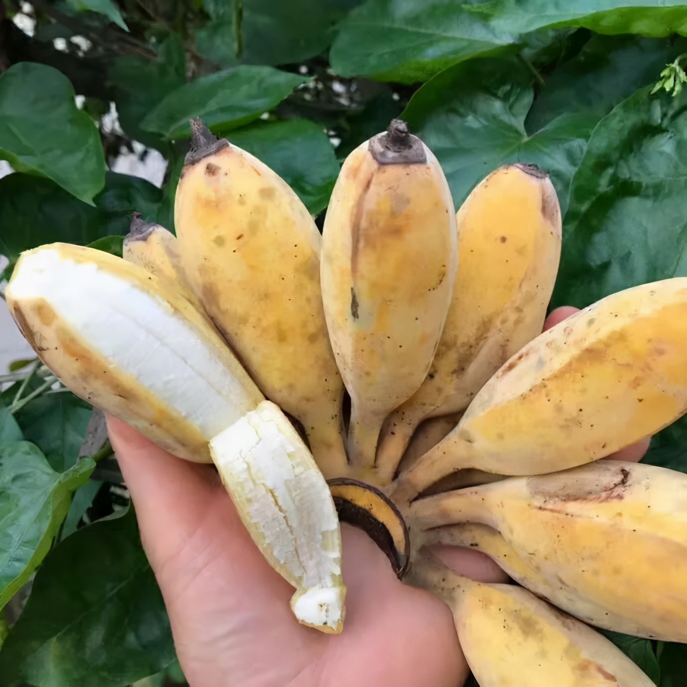 香蕉、芭蕉、米蕉，你吃過哪幾種蕉？