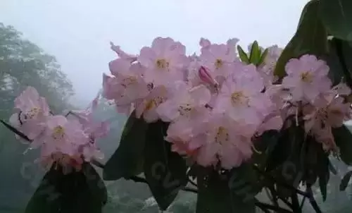 全國(guó)56個(gè)城市的市花，你是否全都了解？