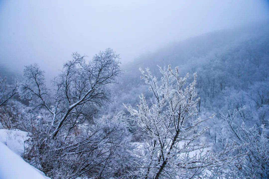 美到爆！云台山迎春日“桃花雪”！雪山云海宛若仙境