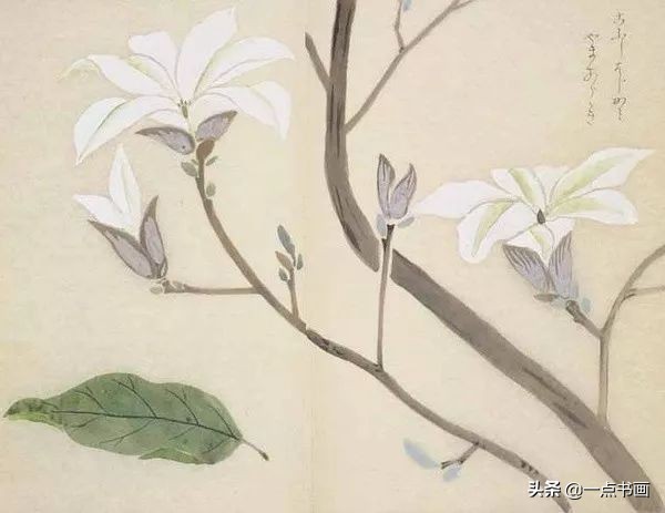 工笔花卉植物写生要领