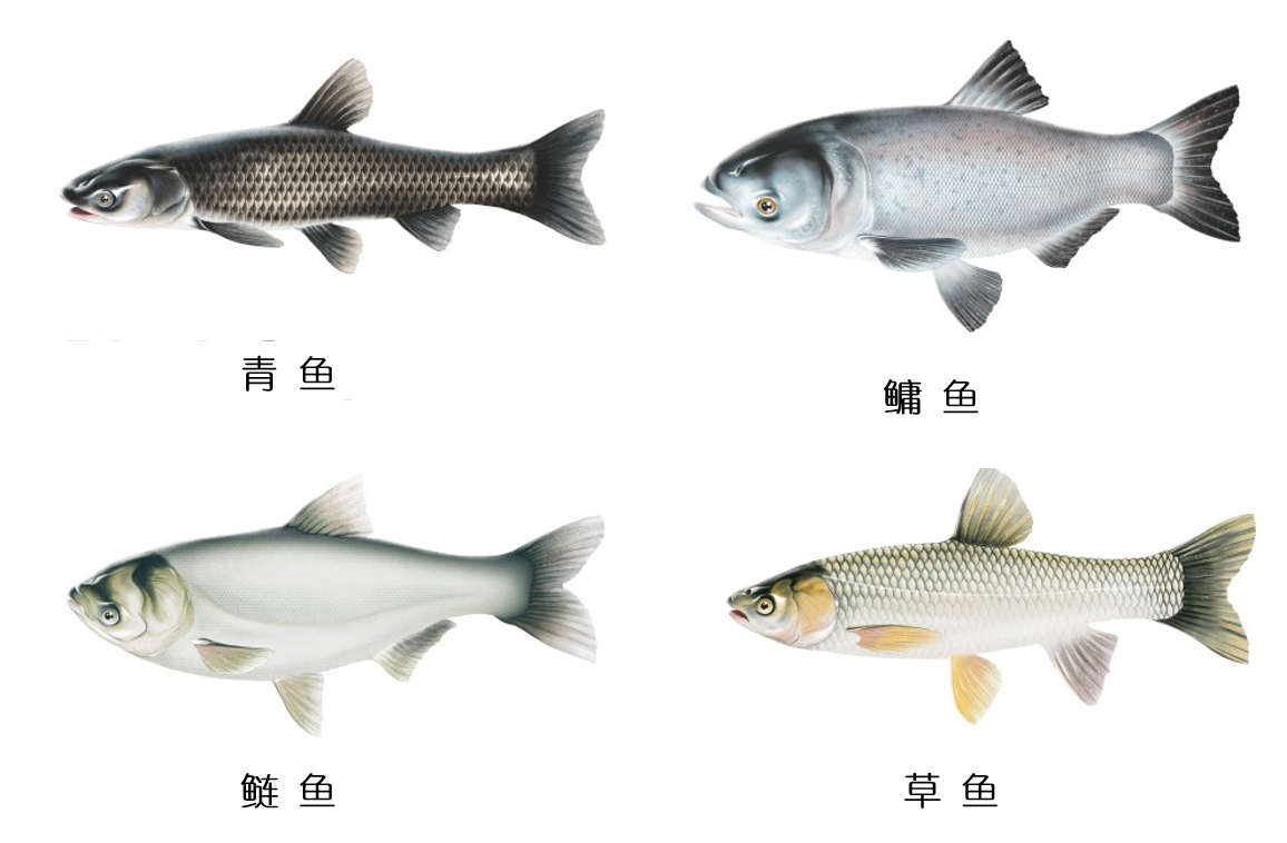 珠江的“救贖”：羅非魚“上位”20年，珠江鰣魚陷入絕境？