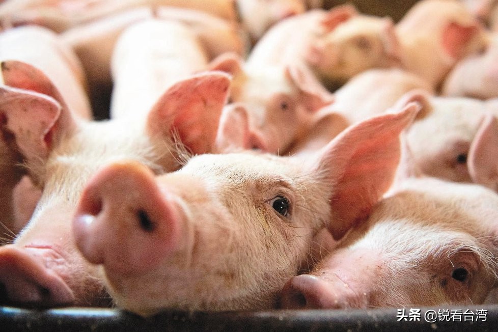馬英九辦公室轟行政機構�離民意太遠�：標萊豬這麼困難就不要進口