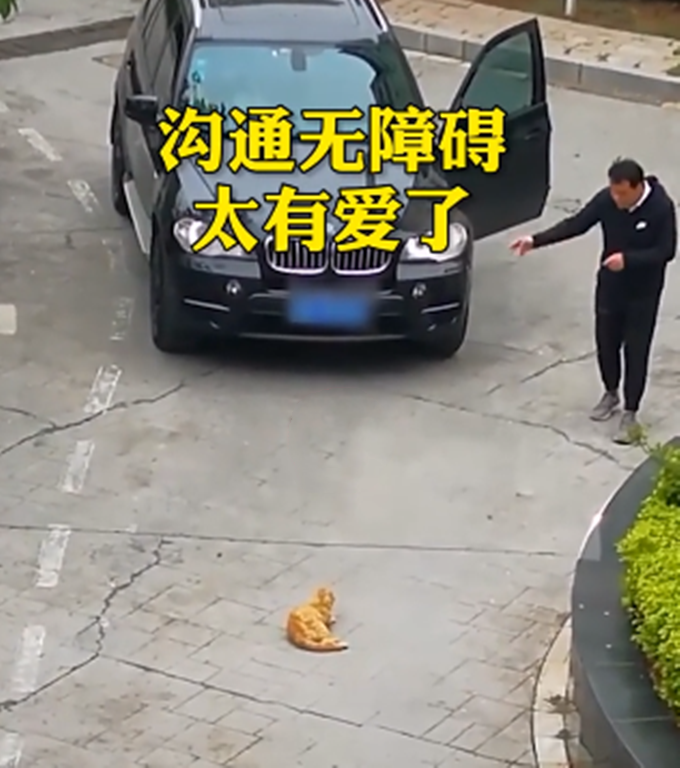 寶馬司機(jī)：貓哥，臣斗膽，您能否移步？橘貓：算了，朕今天心情好