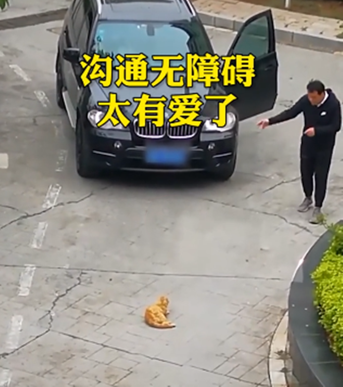 宝马司机：猫哥，臣斗胆，您能否移步？橘猫：算了，朕今天心情好