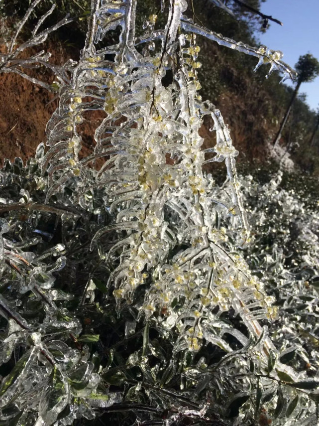 元旦三天去哪玩？来同安军营村等一场属于厦门的冰天雪地