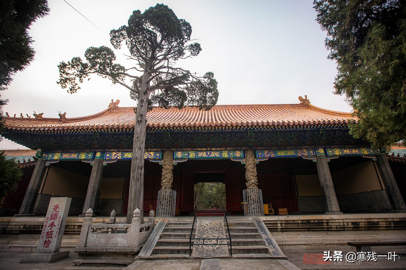 桧树(山东曲阜孔庙一棵龙树,相传皇帝靠过有龙气,树干被游客摸出包浆)